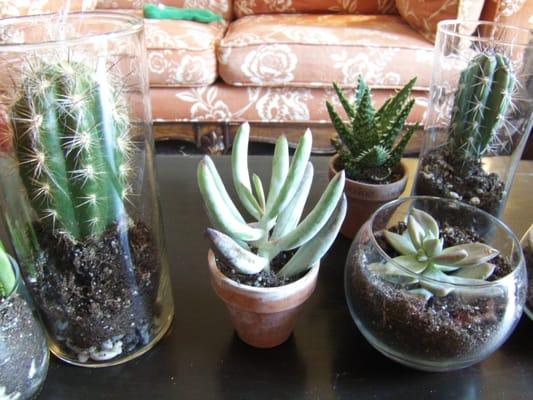 I got a really good deal on these glass containers at SVDP for my cacti and succulent displays.