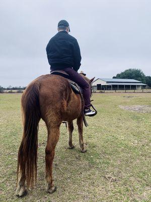 Babe the Tennessee Walker.