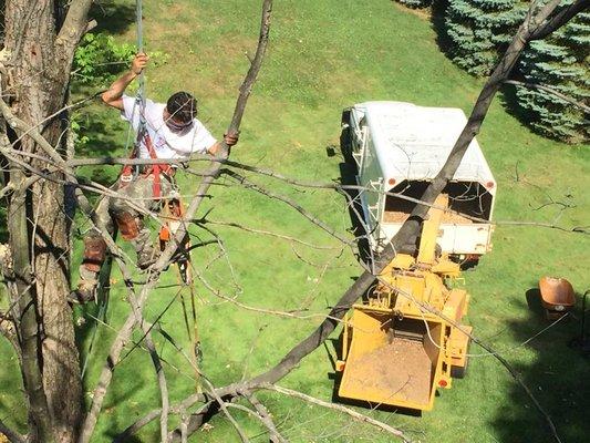 Timberland Tree Service