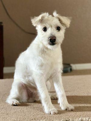 One of our dogs with a Teddy Bear Cut.