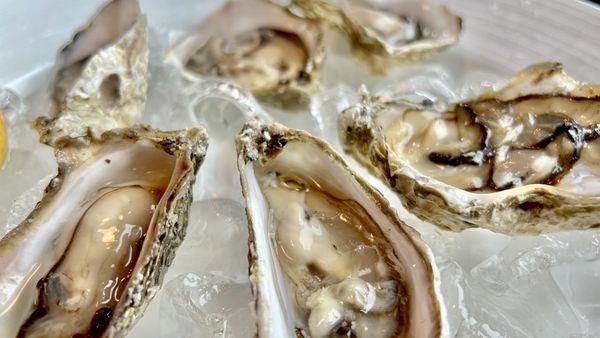 Oysters