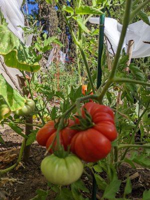 Tomatoes I planted