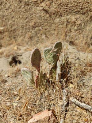 Cactus at camp