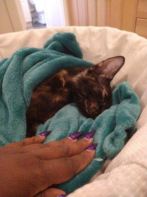 Forest park Hospital killed my Cat didn't say anything and let me take a died animal home!