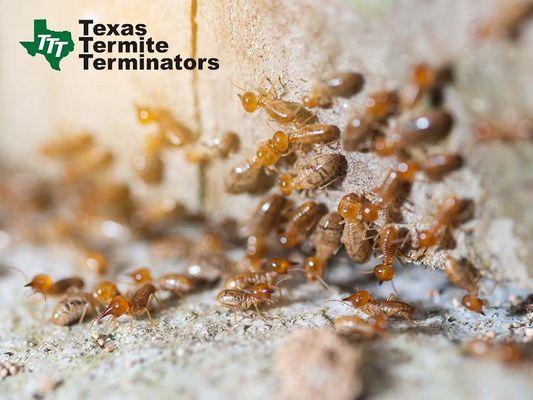 Texas Termite Terminators