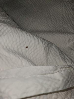 Another bed bug