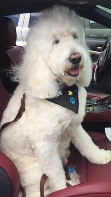 Thank you once again for taking such great care of my senior doodle Mackool! He so enjoys his time with you and his new friends!