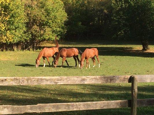 3 acre paddock