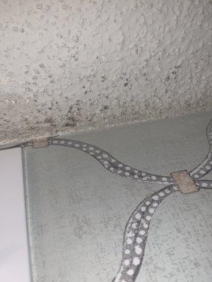 Mold on the bathroom ceiling