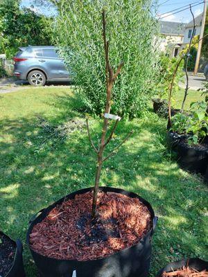 4-5 feet Van Cherry bare root planted in a 30 gallon grow bag