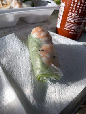 Bug in our spring roll