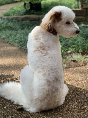 Hamilton, a Bernadoodle, perfectly groomed at Lucky Pup.