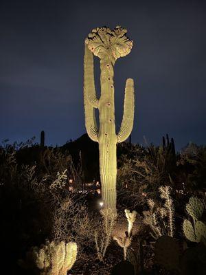 Crested saguaro at night