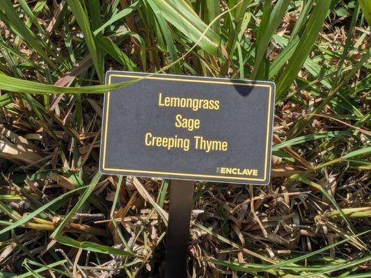 Lemongrass, Sage, Creeping Thyme