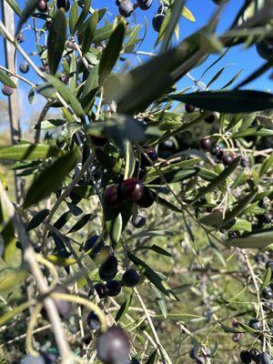 Olive Tree