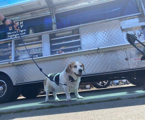 Beagle Approved  (his order is the asada tacos)