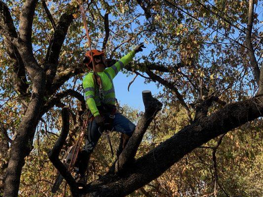 Great job Highground Excavation and Tree Trimming!  It was AMAZING watching all of you as a team fell our oak.