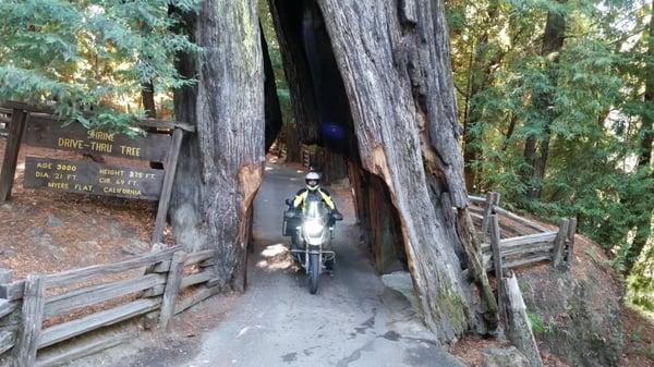 Shrine Drive-Thru Tree, Right on the Avenue of the Giants.