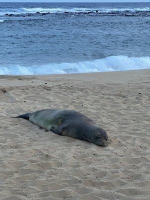 Monk seal