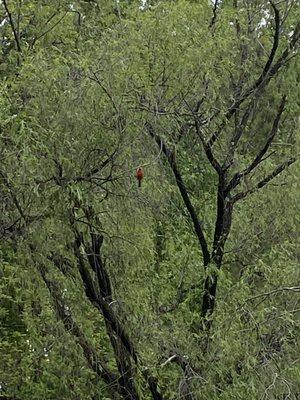 Cardinal spotted in the garden