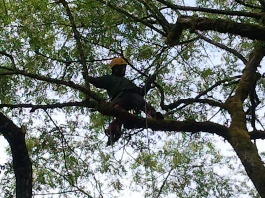 Thinning and removing dead branches out of a large Black Locust Tree.