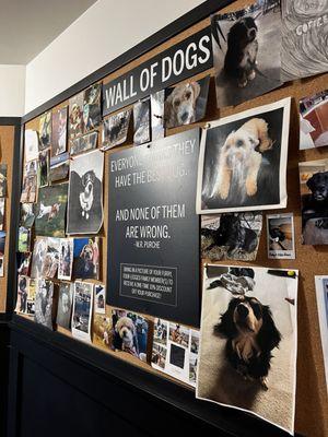 Wall of dogs