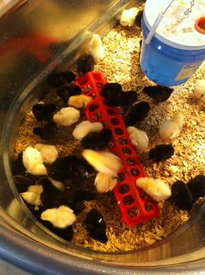 Little chicks!