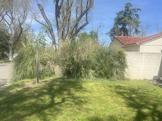 Before: Pampas grass