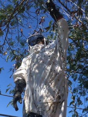 Bees in a tree.  We use the latest high tech equipment to keep the bees calm and your neighbors and family safe while we treat.