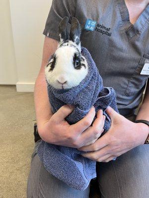 Max su primer visita al veterinario