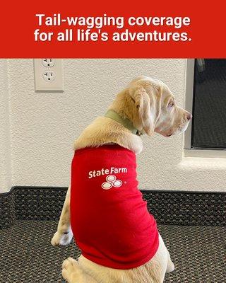 Tail-wagging coverage for all life's adventures. Call our office for all your insurance needs!