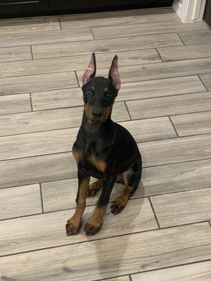 Doberman pup @ 12 weeks. One week after sutures were removed.