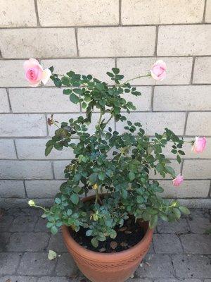 Eden climbing rose