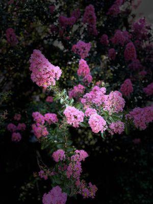 Gorgeous Crepe myrtle's adorn the grounds.