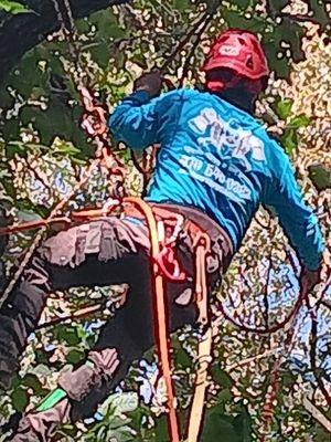 Cowboy Tree Care