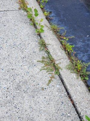 Weeds growing out of sidewalk/curb