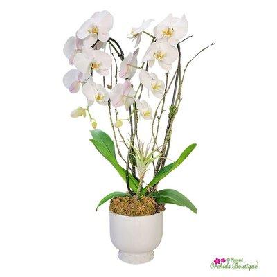 Elegant cascade  Phalaenopsis orchid.