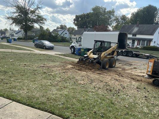 Tree removal......