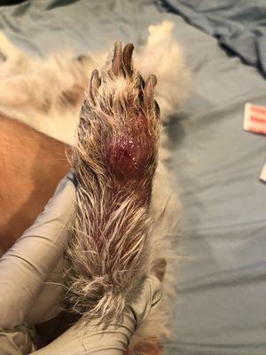 Infection from foxtail in foot