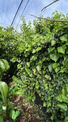 Ivy growing to be removed on wood fence.