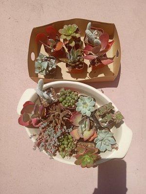 I bought these adorable little succulents from Green Air at the Home Show in April at Del Mar Fairgrounds for $1 each.