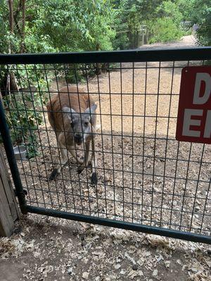 Big boy kangaroo