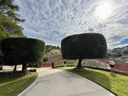 Santa Ynez Valley bike ride