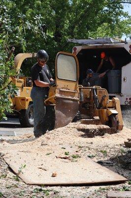 Arborists That Climb