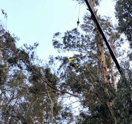 The crane was helpful in placing our climber at the top of a 175 foot Eucalyptus tree in Los Osos that was leaning during the storm 2023