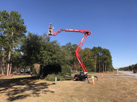 Pruning the Live oak trees at the entrance to Prince George community.