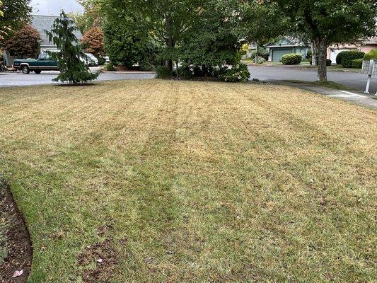 My yard over seeded and aerated.