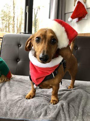 Merry Christmas at Little Dog Adventures! Best doggie day care for small dogs in Virginia Beach