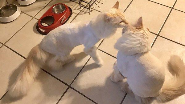 Timba kissing his brother Romeo