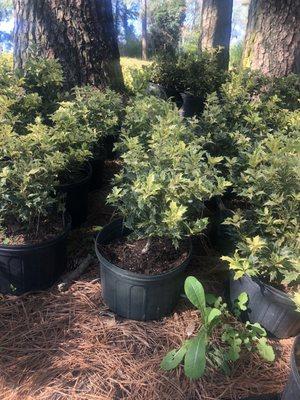 Variegated Osmanthus